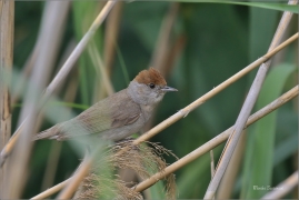 <p>PĚNICE ČERNOHLAVÁ (Sylvia atricapilla) - jižní Morava ---- /Eurasian blackcap - Mönchsgrasmücke/</p>